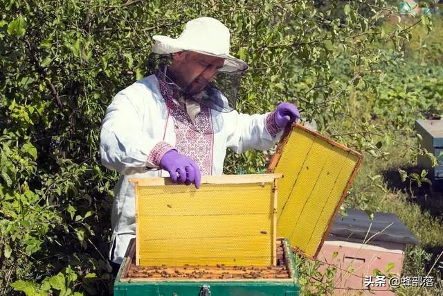 从未用过巢础的野生蜜蜂,家养时需要定期更换,商家赚钱的手段?