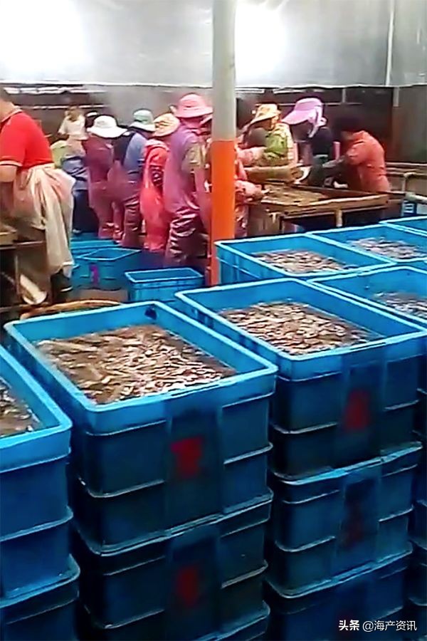 海参残参为什么这么便宜,全国海参低价