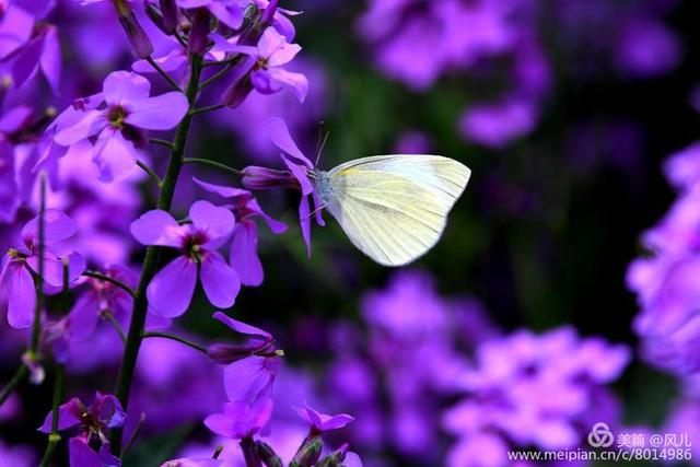 大美新蔡生态水城,大美新蔡等你来