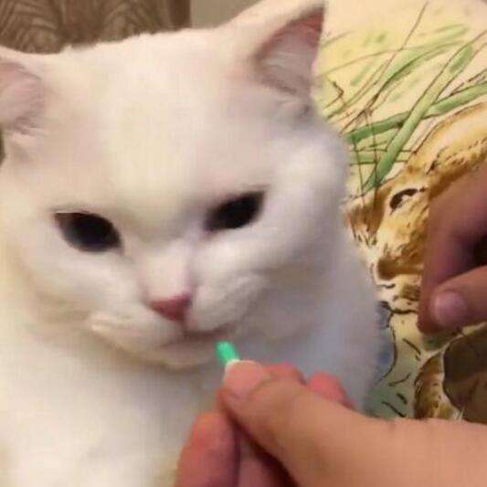 猫咪不吃药吃的药都吐出来怎么办,猫生病给猫喂很多药要注意什么