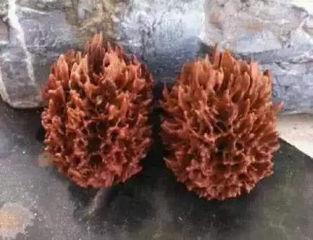 文玩菩提种类,文玩菩提子分类