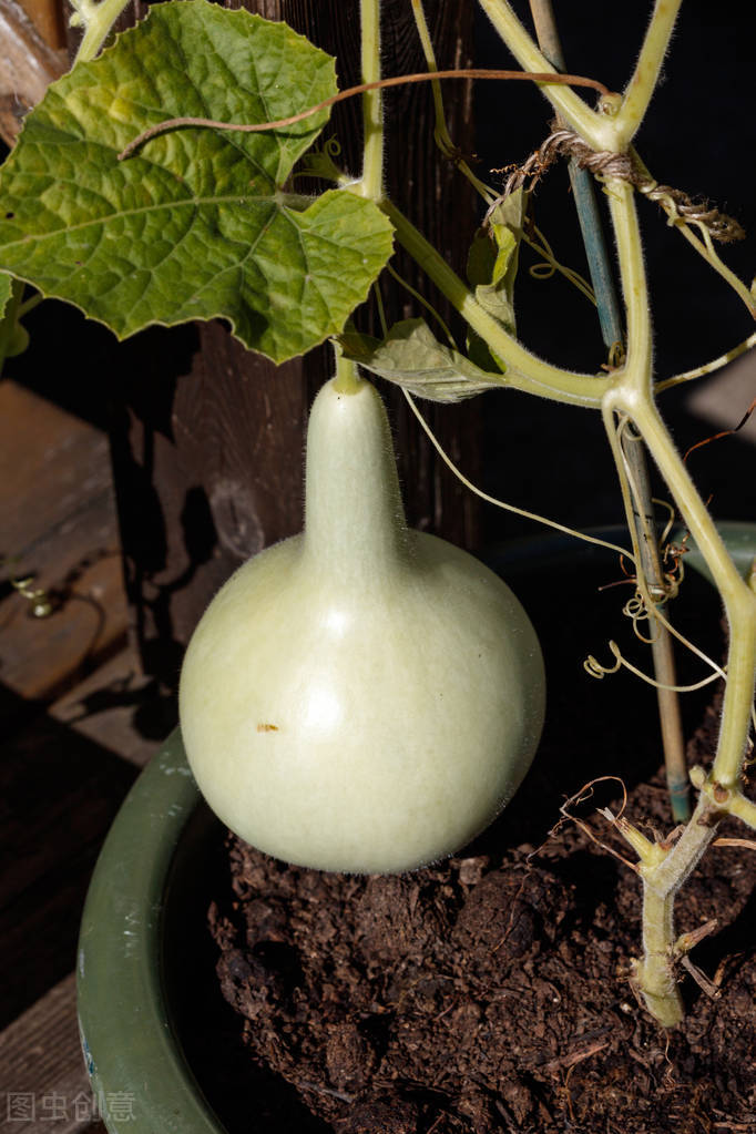 冲一句老话,我在院子里种了棵葫芦,等待结出“葫芦娃”