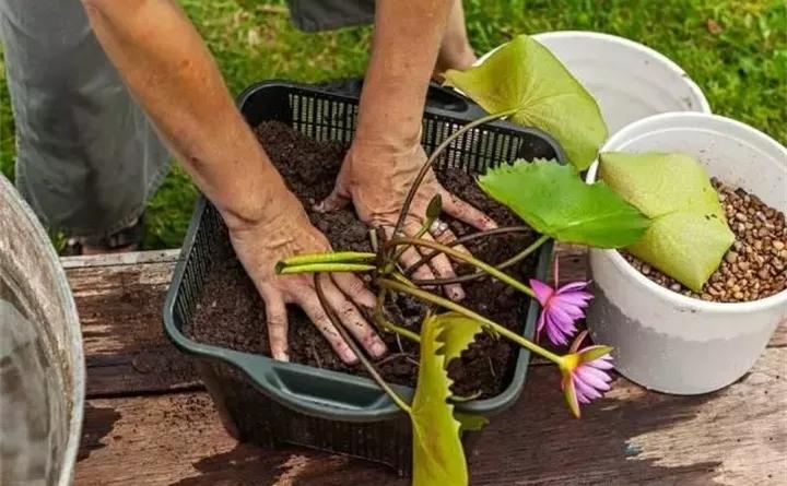 废桶旧盆里添水种花，10分钟成水景，细水长流富贵一生