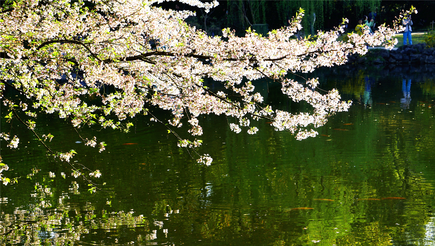 杭州西湖游玩攻略大全,杭州西湖最佳游玩攻略