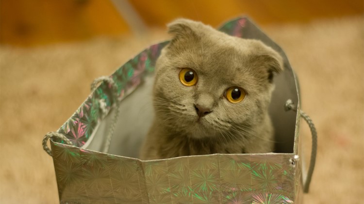 猫咪生病了用什么草药,猫咪提高免疫力药品