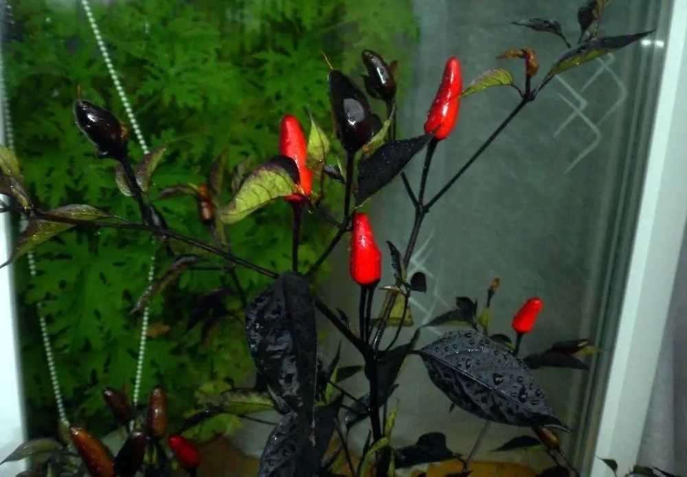 为什么那么多人喜欢黑色玫瑰,为什么有人喜欢黑玫瑰