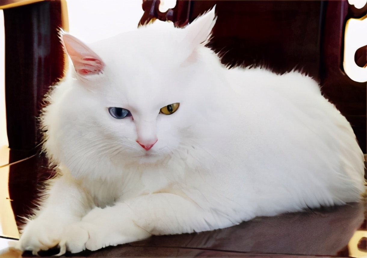 美短虎纹猫和中华田园猫的区别,这些名贵的中华田园猫你都知道吗