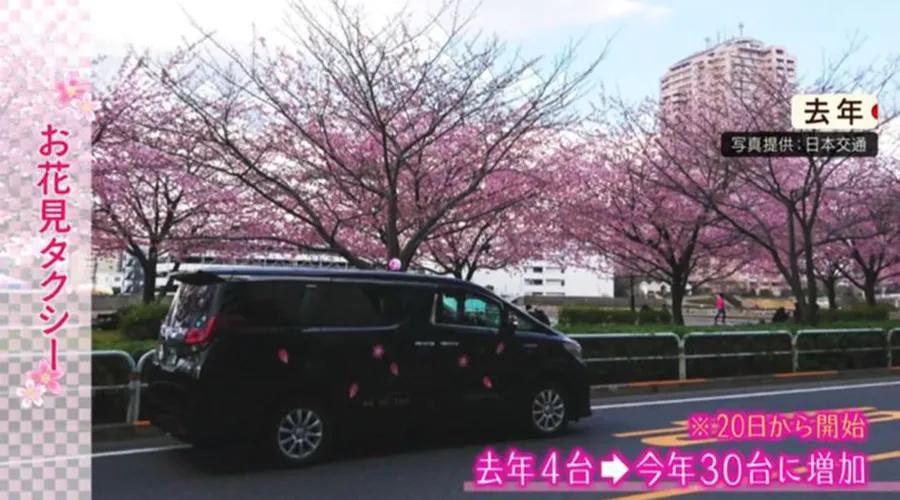 疫情期间为了赏樱花，憋坏了的日本人都想出了哪些另类方法？