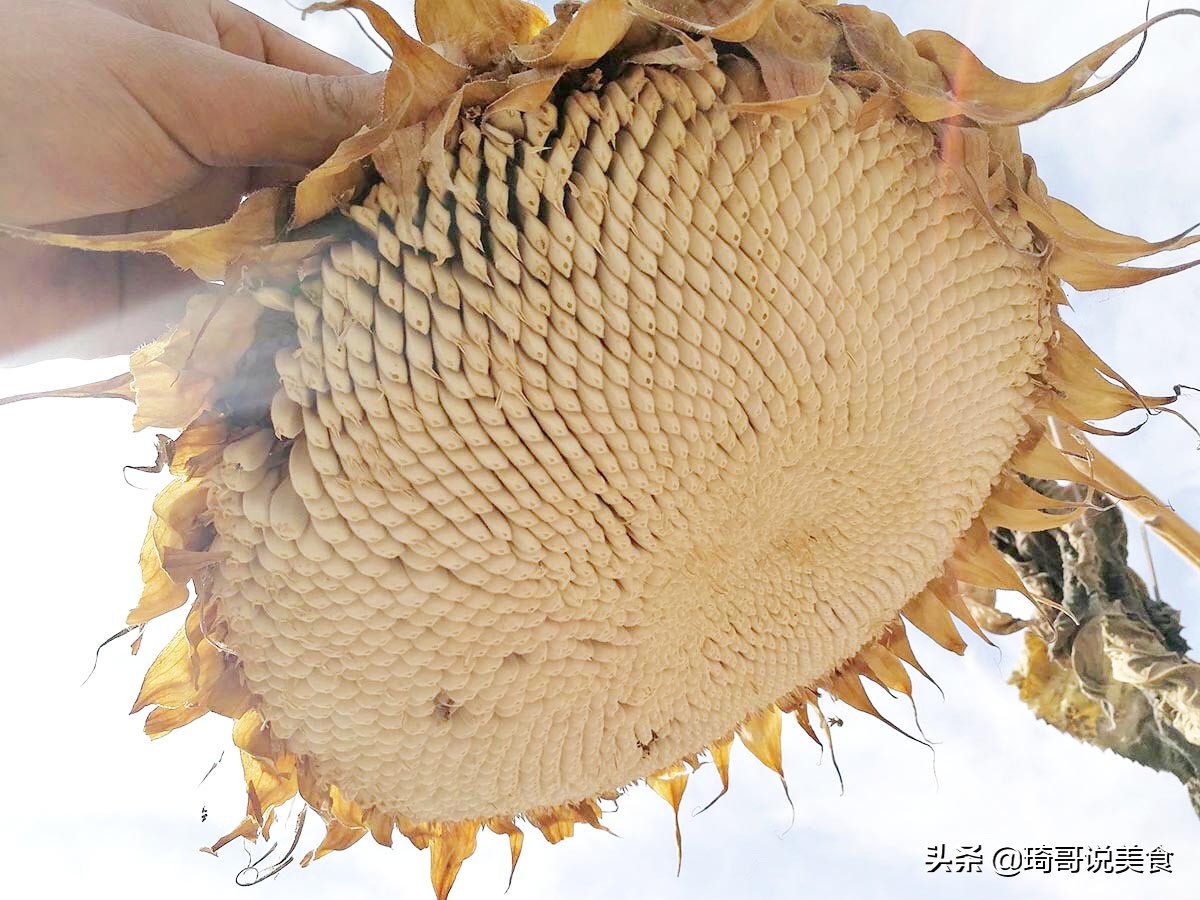 好吃的不得了的马牙瓜子,天山雪葵瓜子和马牙瓜子哪种好吃