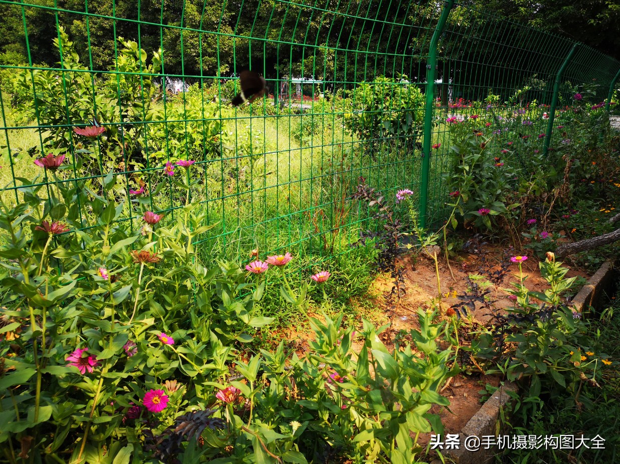 拍蝴蝶最大收获,拍蝴蝶技巧