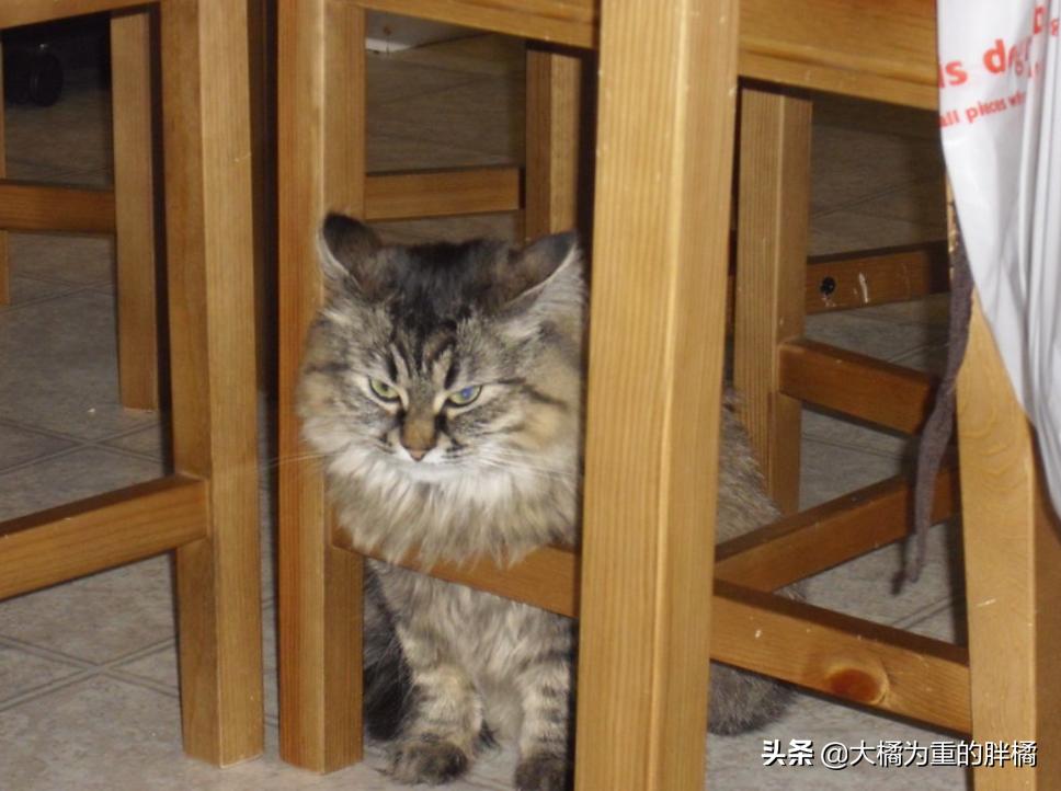 生气的小猫咪怎么哄,生气的猫怎么哄