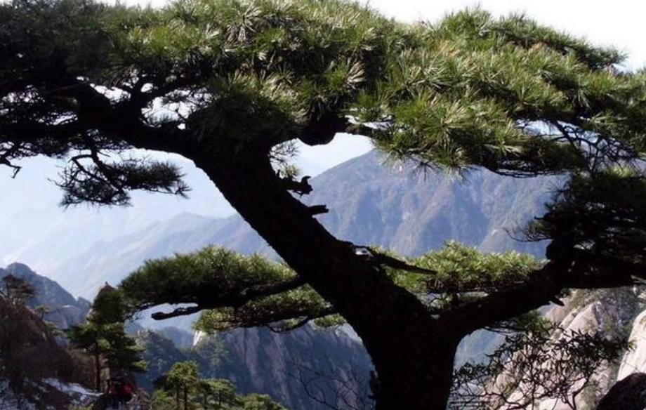 绿竹猗猗,有匪君子?为何古人喜爱用竹、松比喻人的高贵品格