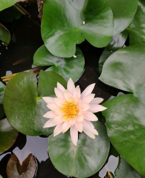 碗莲睡莲水浑浊怎么办,养睡莲和碗莲的水总是很浑浊