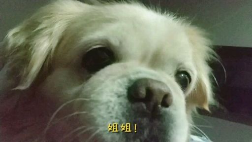 公猫膀胱结石手术,公犬尿道结石手术