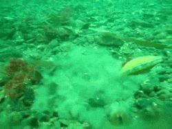 海鲜扇贝可以养活吗,海鲜店扇贝的后期养殖方法