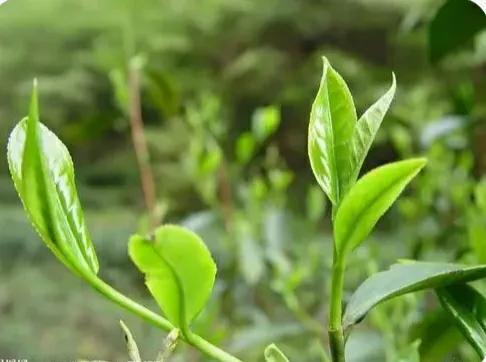 茶友话茶,茶友有话说