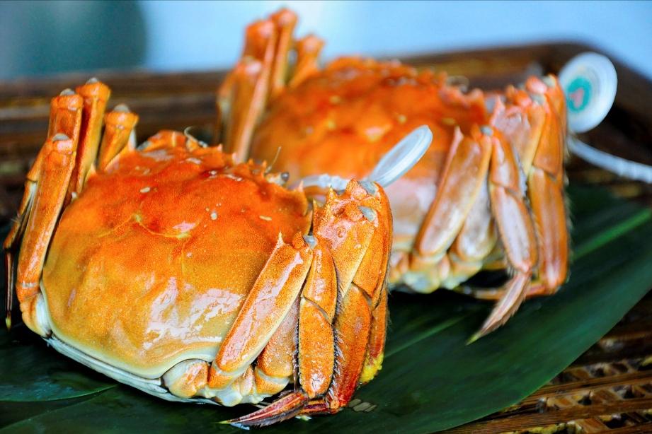 全国哪的大闸蟹最好吃,什么地方的大闸蟹最好吃