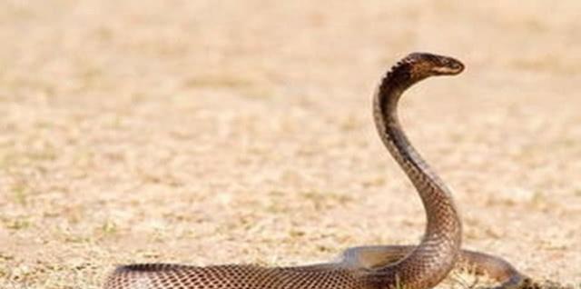 平头哥看见毒蛇扑上去,毒蛇闯入平头哥的地盘