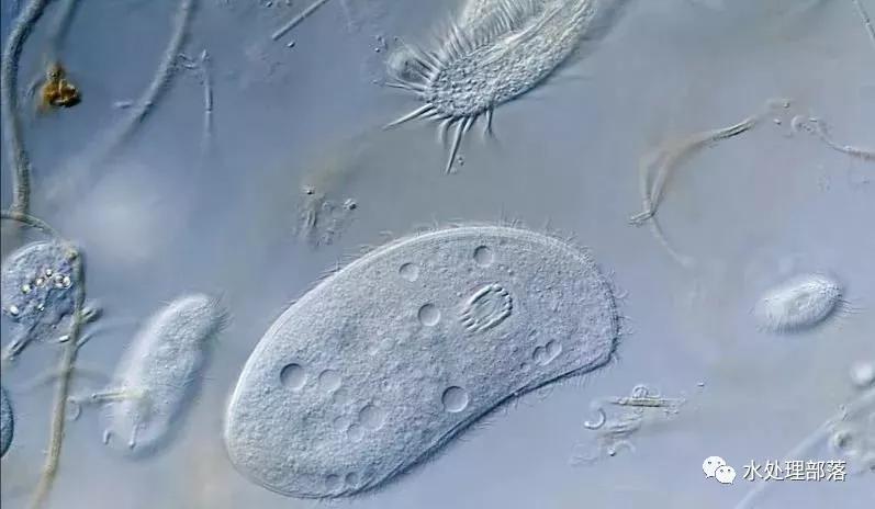 高清丨污水处理微生物图谱