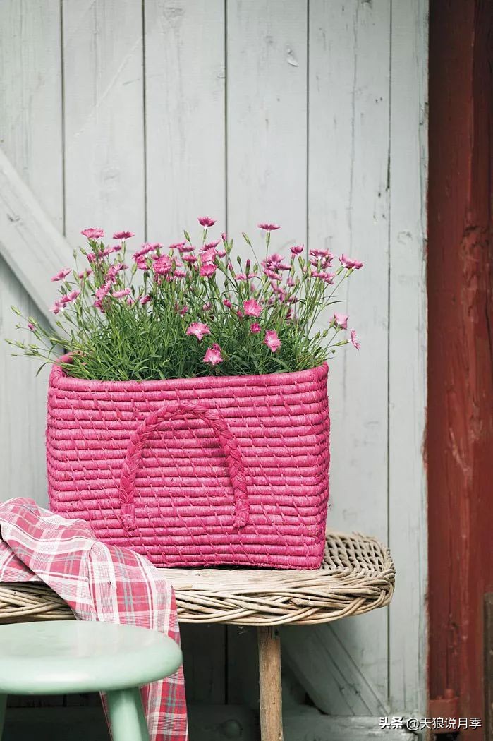 盘点每个世界第一关最强的植物,有哪些可以卡无敌的植物