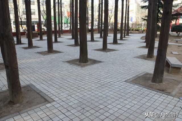 打卡之地,打卡水杉林