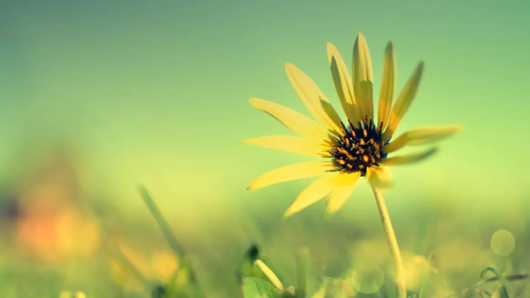 诸葛学堂作文,诸葛学堂习作