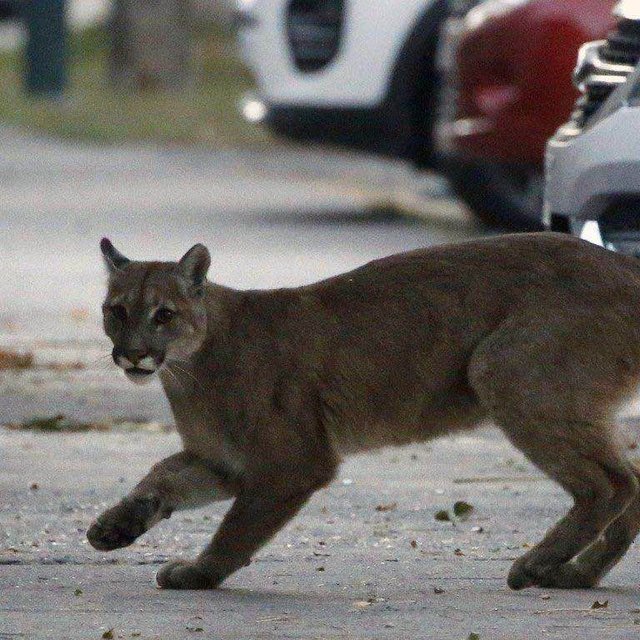 野猪、美洲狮“进城”都不稀奇,它的到来却让无数纽约人毛骨悚然