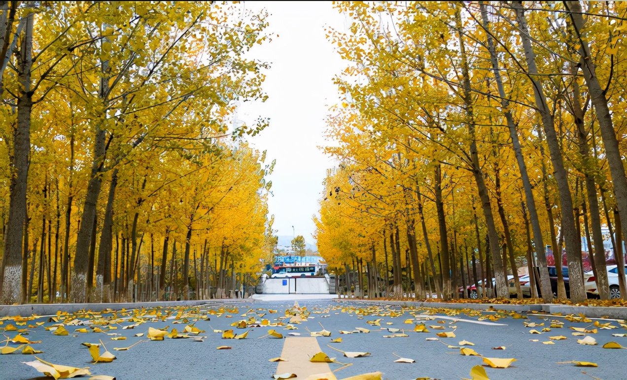 青岛酒店管理职业技术学院新校区,青岛双高院校
