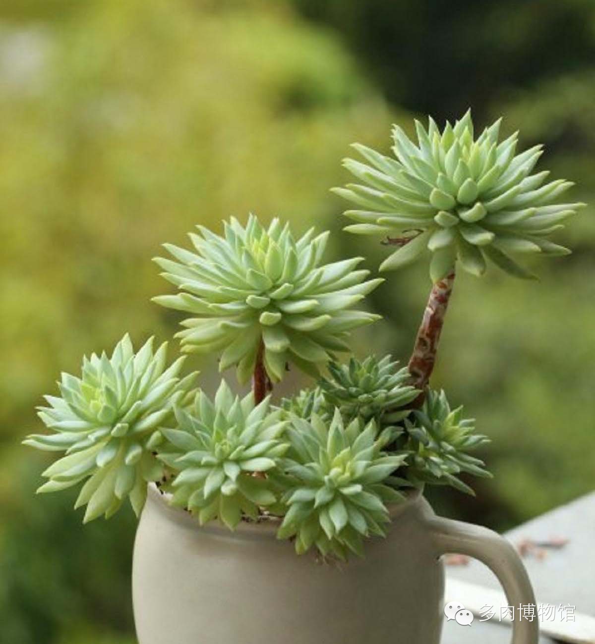 天使之泪多肉老桩,天使之泪多肉状态图