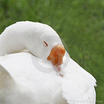 撇画的写法视频教学杜老师,杜琳书画