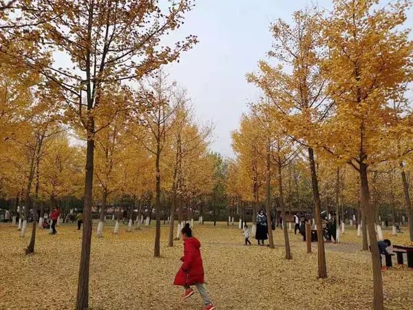 再不去玩就晚了！北京秋游倒计时！爬​山、赏叶、观鸟…随便您怎么嗨！