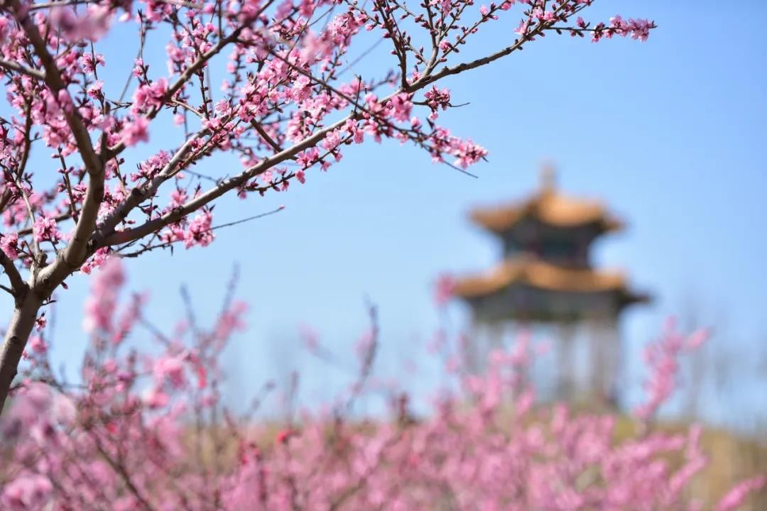 种植抗击疫情药材,抗击疫情的药材种植