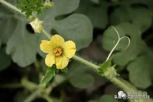 西瓜病虫害防治方法,盆栽西瓜怎么预防虫害