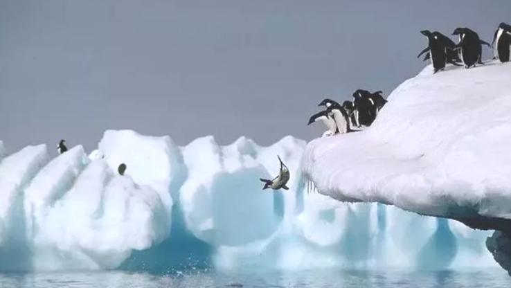 为什么北极没有企鹅宝宝,放在北极的69只企鹅怎么样了