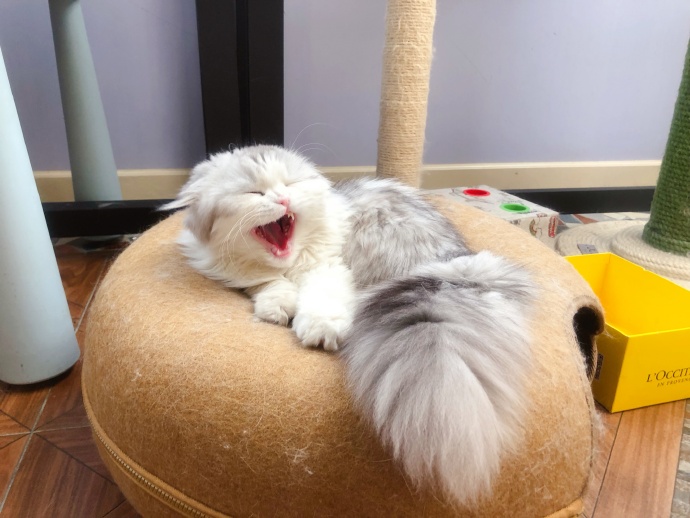 辟谣宠物猫,辟谣猫毛吸入肺里