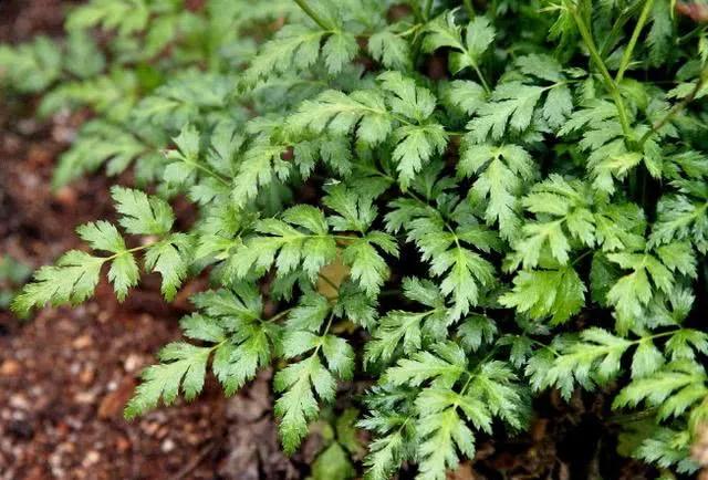 黄连是中药么,每日一味中药黄芩