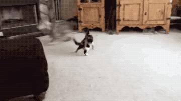 看看俄罗斯猫有多彪悍，徒手斗狗熊，单脚撕野狼！你是大佬我服了