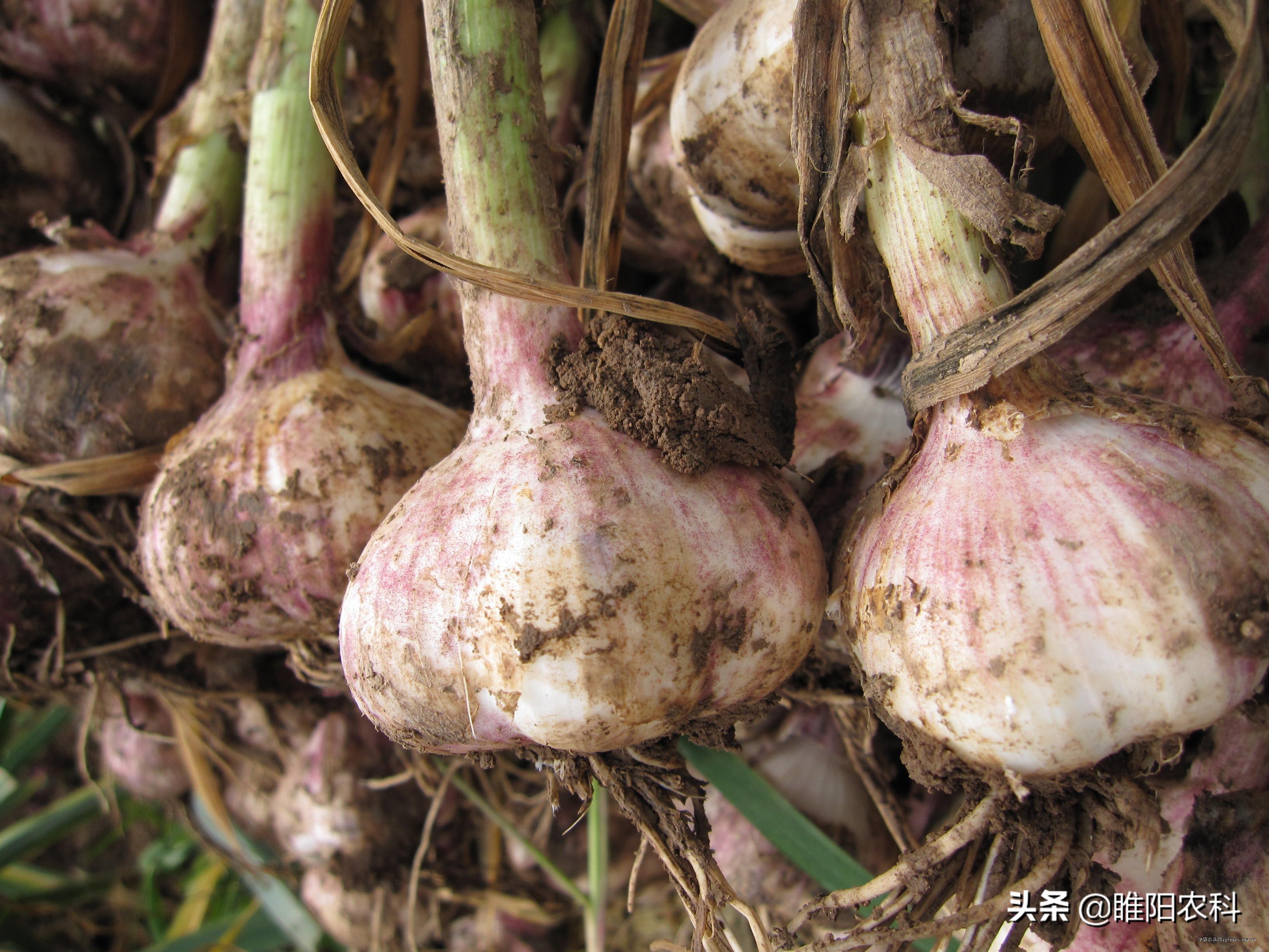 大蒜追肥用3个15的复合肥可以吗,大蒜追肥用尿素还是用硝酸铵钙呢