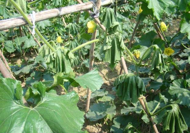 冬瓜枯萎怎么补救,石灰能治愈冬瓜的干枯病么