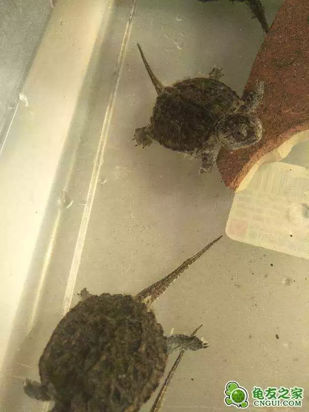 乌龟腐皮症水霉症区别,怎么快速处理水霉