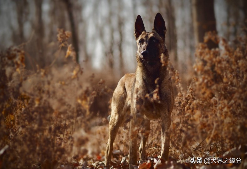 马犬暴跌,马犬卖不出怎么办