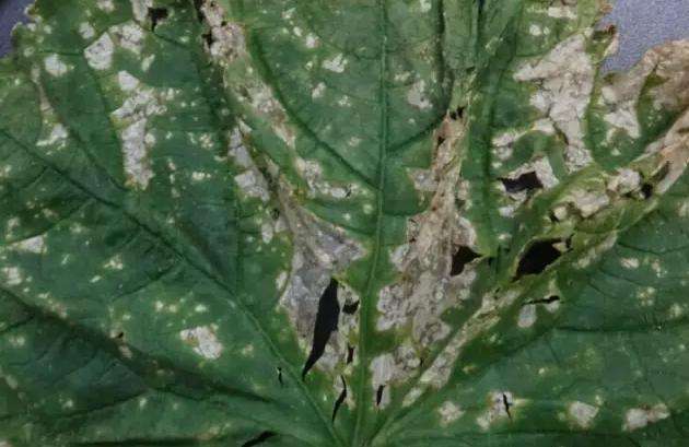 赵九升讲黄瓜细菌性角斑病防治,黄瓜角斑病的最佳治疗方法