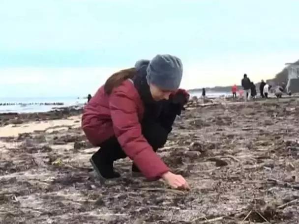 在俄罗斯,琥珀蜜蜡可以随便捡?