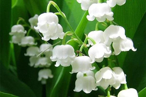 铃兰真的有毒吗,铃兰有毒吗视频