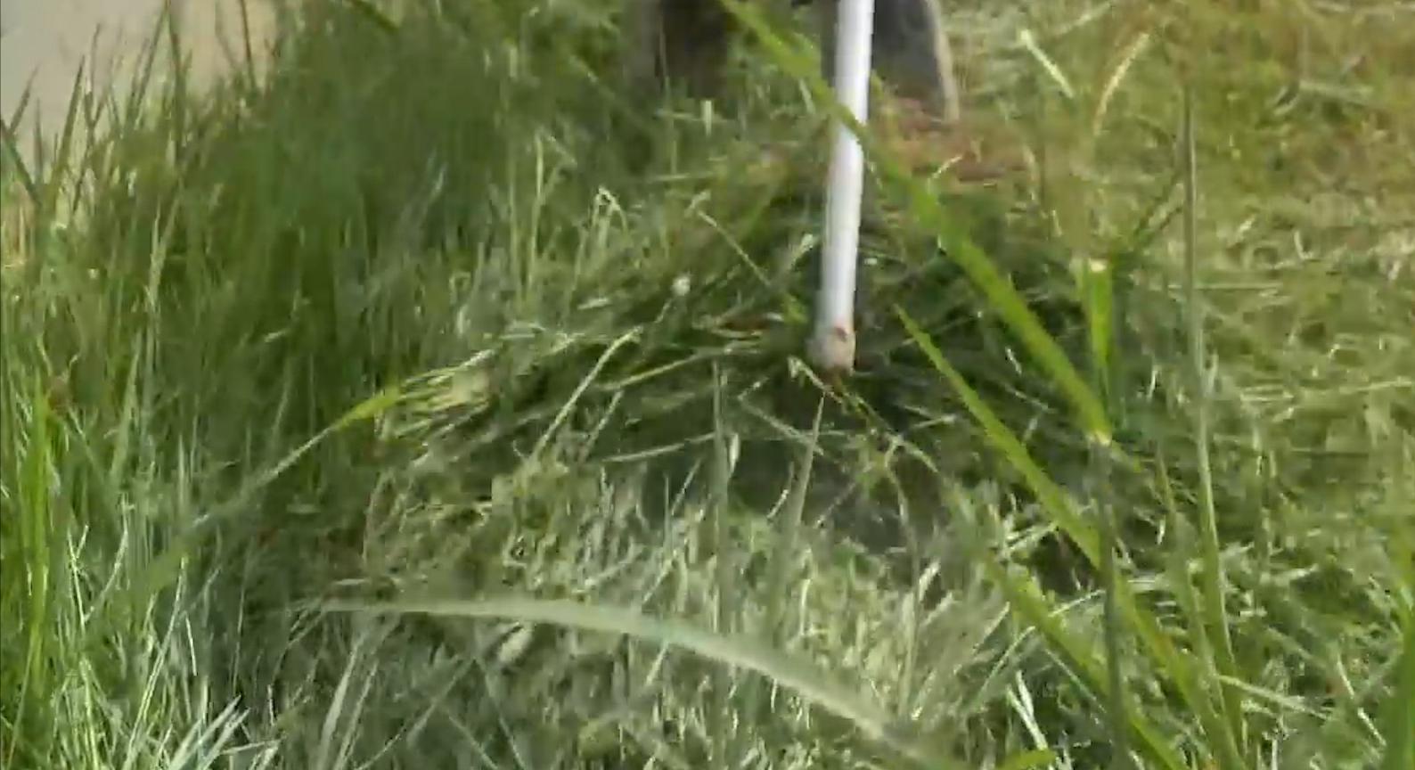 80后创业养殖青蛙视频,农民养青蛙致富项目