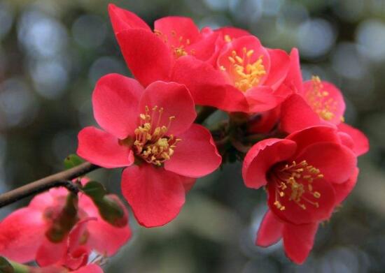 海棠花怎么养殖最好,海棠花怎么养和栽培