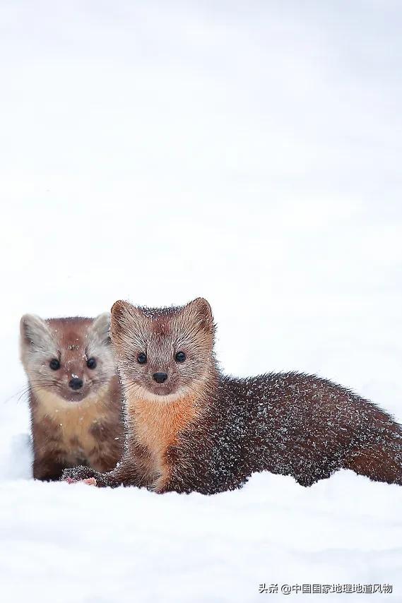 中国五大国家公园,中国十大私藏国家公园