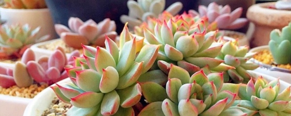 怎么种多肉拼盘,怎么种多肉