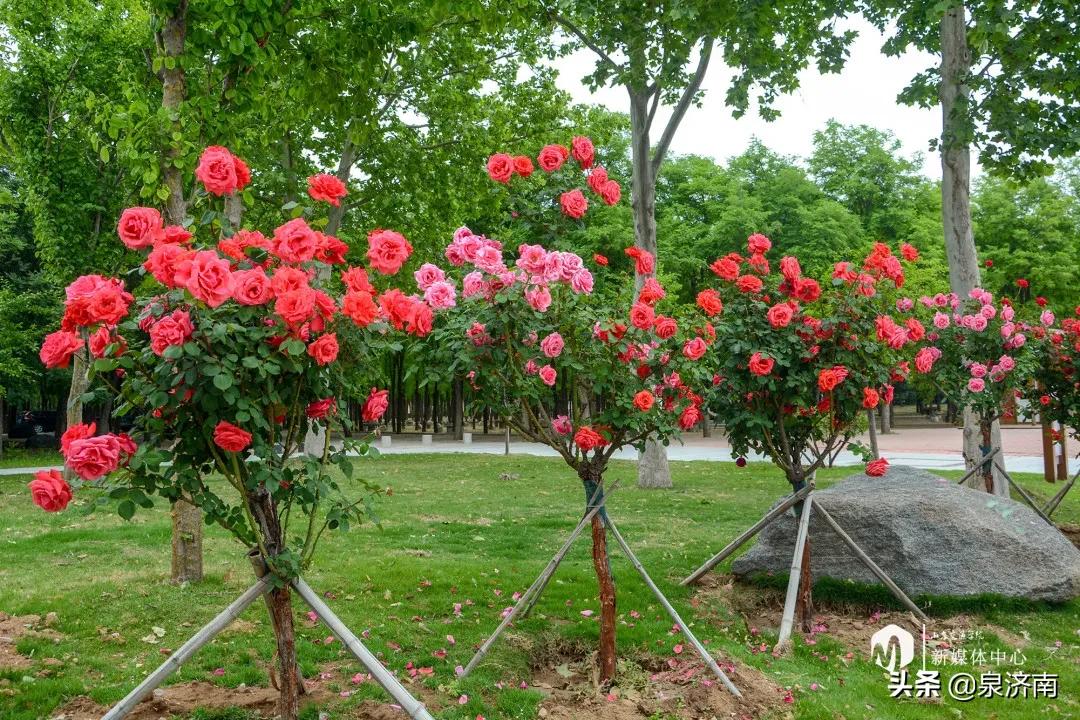 楂樻牎椋庨噰绯诲垪,楂樻牎椋庨噰灞曠ず瑙嗛