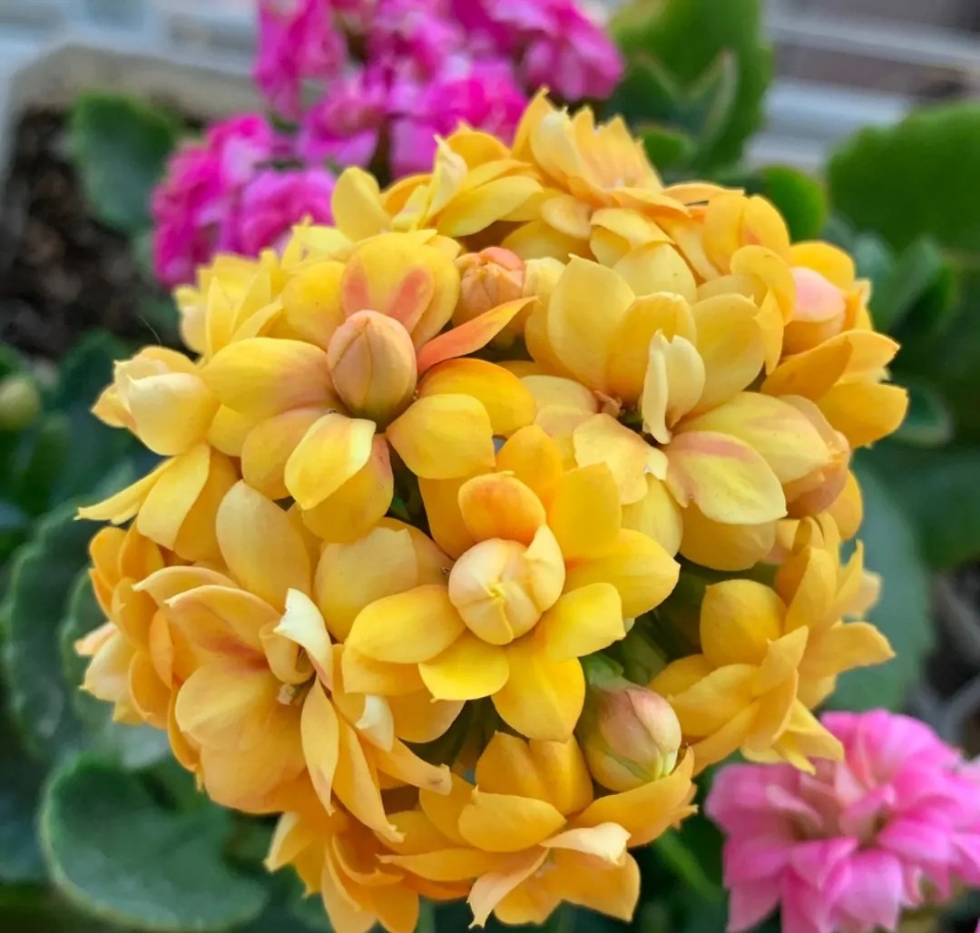 长寿花单瓣品种大全,长寿花100种颜色图片